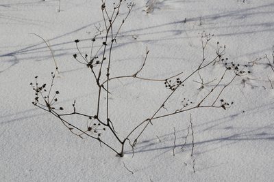 Bupleurum multinerve, photographed by Nina Filippova
