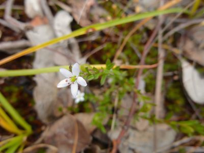 Rhytidosporum procumbens, photographed by Kiri Bee