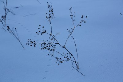 Bupleurum multinerve, photographed by Nina Filippova