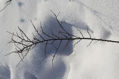 Caragana pygmaea, photographed by Nina Filippova