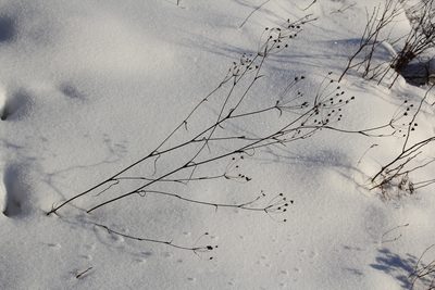 Bupleurum multinerve, photographed by Nina Filippova