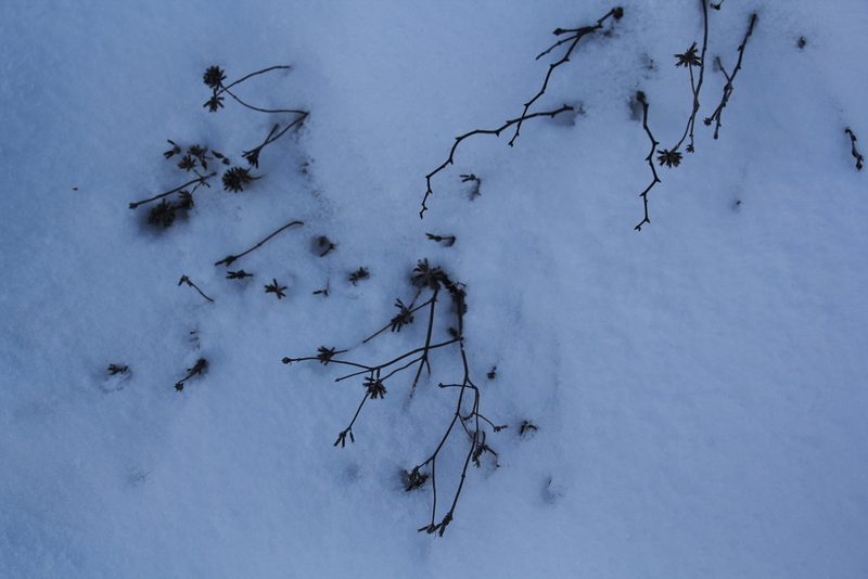 Ziziphora clinopodioides, photographed by Nina Filippova