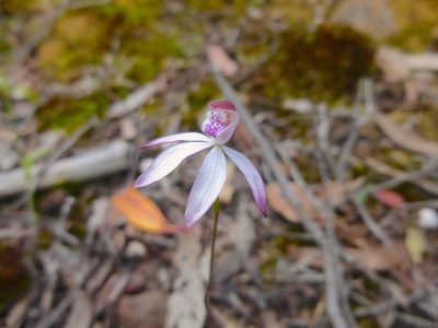 Caladenia moschata, photographed by Kiri Bee