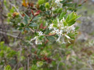 Brachyloma daphnoides, photographed by Kiri Bee