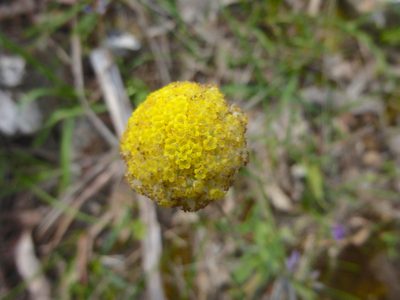 Craspedia variabilis, photographed by Kiri Bee