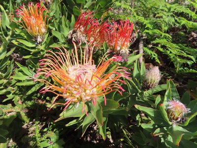 Leucospermum gueinzii, photographed by linkie