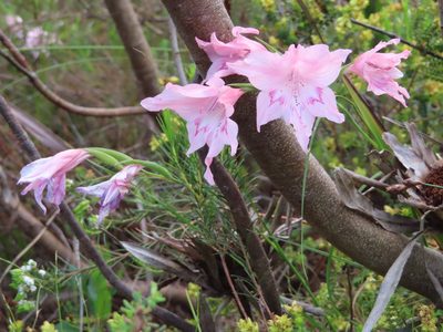 Gladiolus virgatus, photographed by linkie