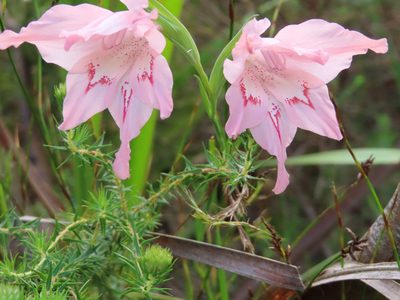 Gladiolus virgatus, photographed by linkie