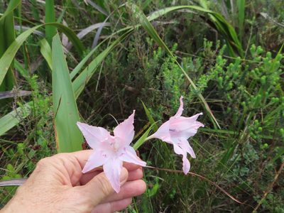Gladiolus virgatus, photographed by linkie