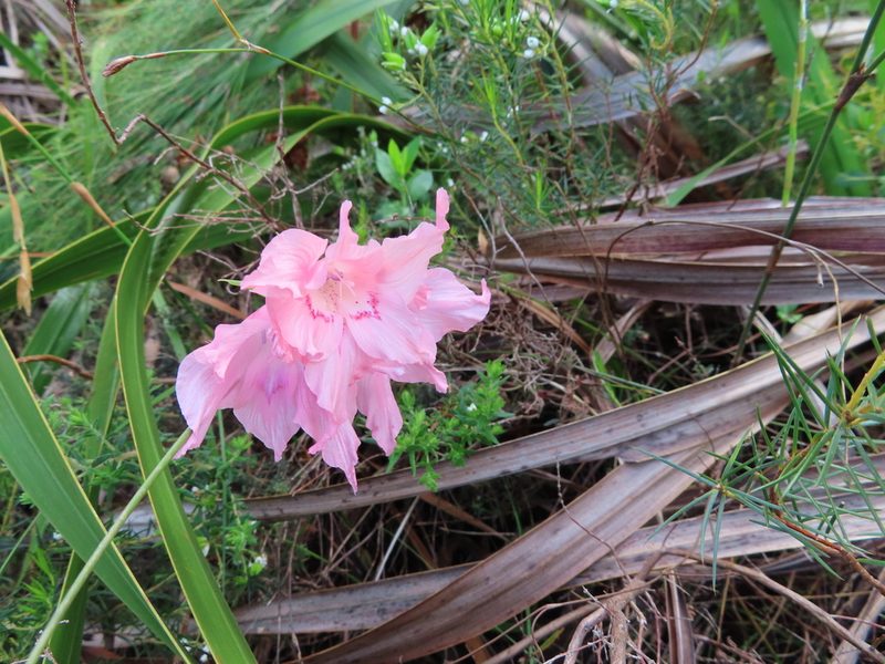 Gladiolus virgatus, photographed by linkie