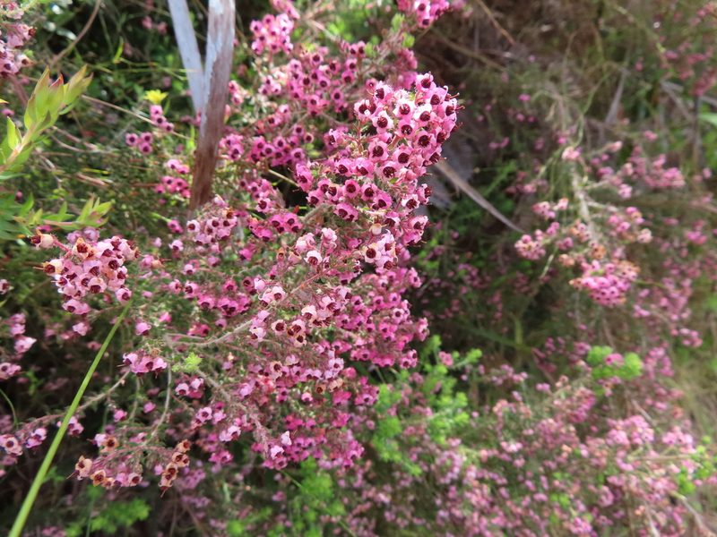 Erica setosa, photographed by linkie