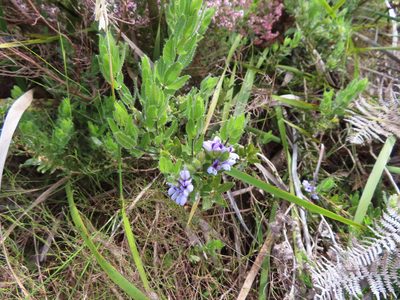 Psoralea obliqua, photographed by linkie