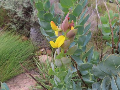 Rafnia triflora, photographed by linkie
