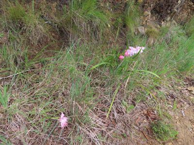 Gladiolus virgatus, photographed by linkie