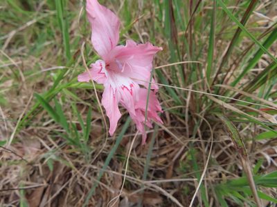 Gladiolus virgatus, photographed by linkie