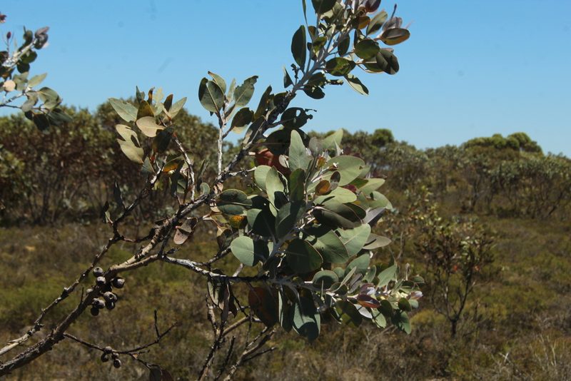 Eucalyptus pleurocarpa, photographed by Em Lamond