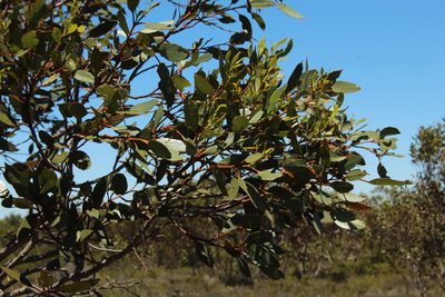 Eucalyptus angulosa, photographed by Em Lamond
