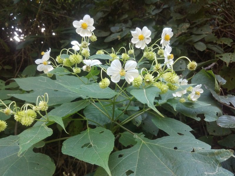 Montanoa hibiscifolia, photographed by geralg