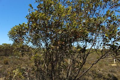 Eucalyptus angulosa, photographed by Em Lamond