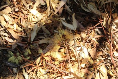 Eucalyptus cornuta, photographed by Em Lamond