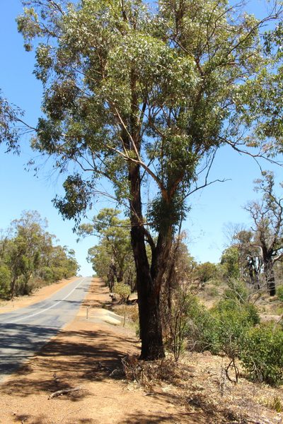 Eucalyptus cornuta, photographed by Em Lamond
