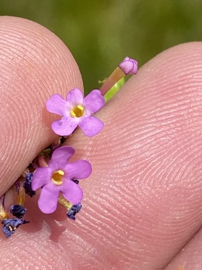Sutera foetida, photographed by Dave U
