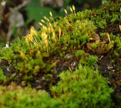 Macrocoma lycopodioides, photographed by Nicola van Berkel