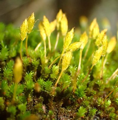 Macrocoma lycopodioides, photographed by Nicola van Berkel