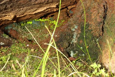 Mittenia plumula, photographed by Em Lamond