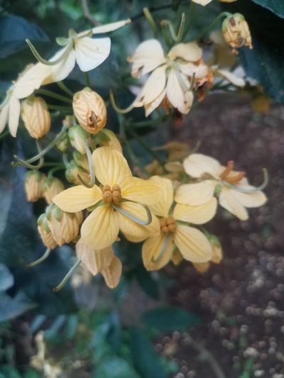 Senna hayesiana, photographed by geralg