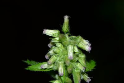 Blumea axillaris, photographed by S.MORE