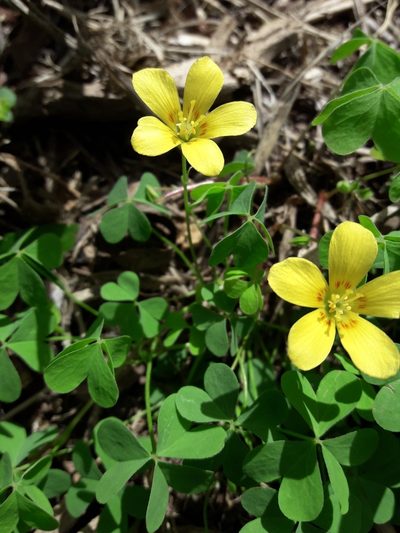 Oxalis conorrhiza, photographed by Joselin Listur