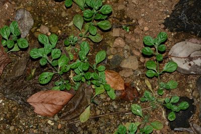 Glinus lotoides, photographed by S.MORE
