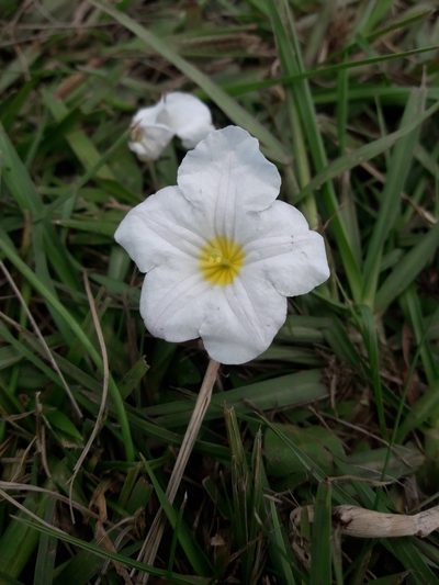 Nierembergia rivularis, photographed by Joselin Listur