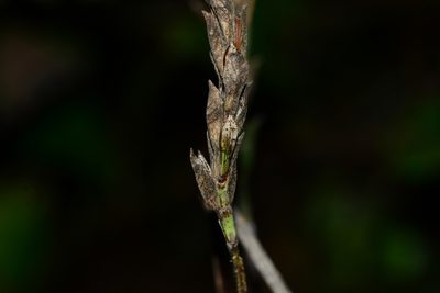 Eranthemum roseum, photographed by S.MORE