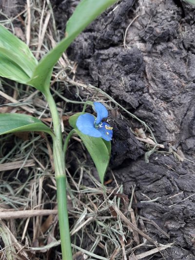 Commelina longicaulis, photographed by Joselin Listur