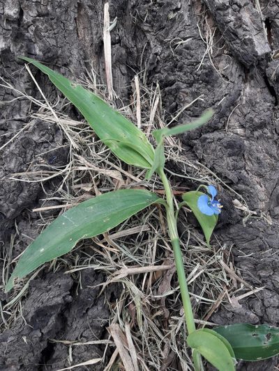 Commelina longicaulis, photographed by Joselin Listur
