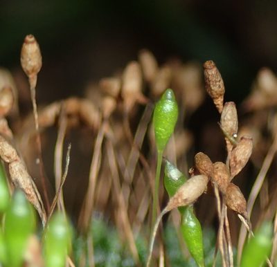 Leptostomopsis pulchra, photographed by Nicola van Berkel