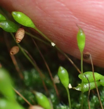 Leptostomopsis pulchra, photographed by Nicola van Berkel