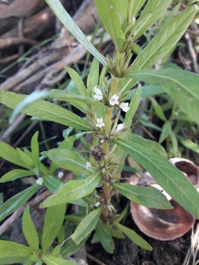 Hygrophila costata, photographed by Joselin Listur