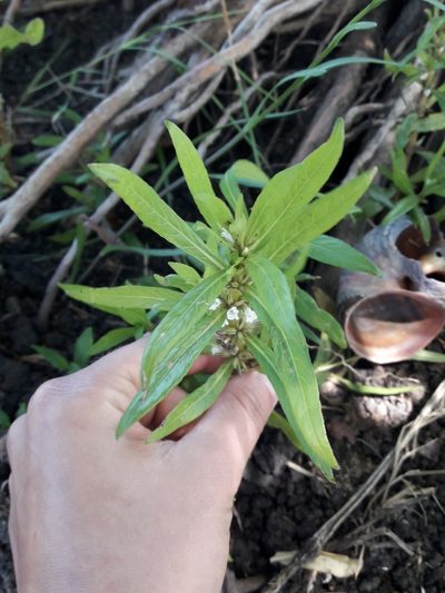 Hygrophila costata, photographed by Joselin Listur