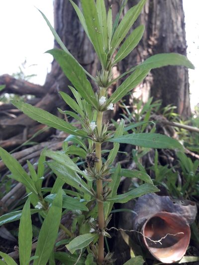 Hygrophila costata, photographed by Joselin Listur