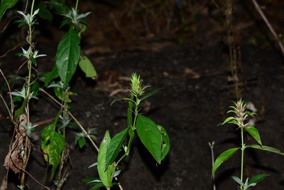 Barleria prionitis, photographed by S.MORE