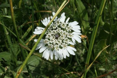 Artedia squamata, photographed by Oleg Kosterin