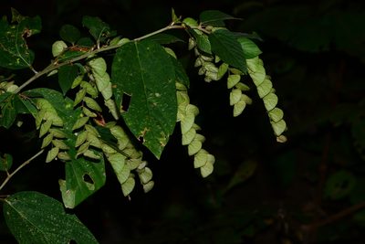 Flemingia strobilifera, photographed by S.MORE