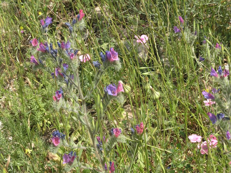 Echium judaeum, photographed by Oleg Kosterin