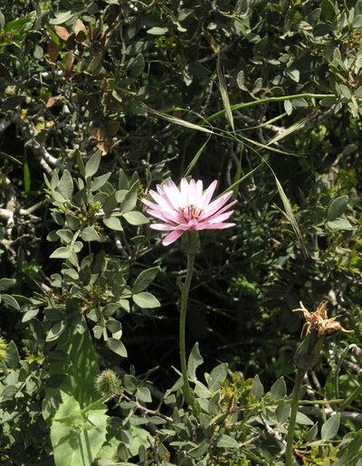 Pseudopodospermum papposum, photographed by Oleg Kosterin