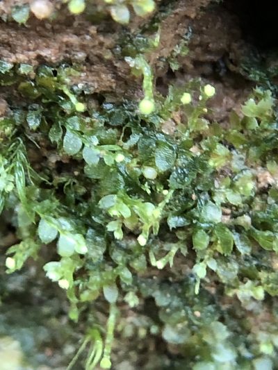 Asperifolia arguta, photographed by Young Jun Lee