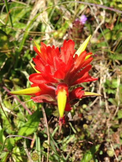Castilleja litoralis, photographed by Daniel S. Katz