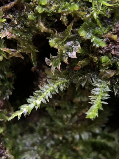 Plagiothecium succulentum, photographed by Young Jun Lee